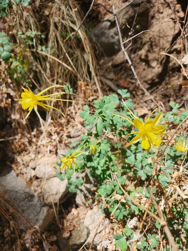 Aquilegia Chrysantha