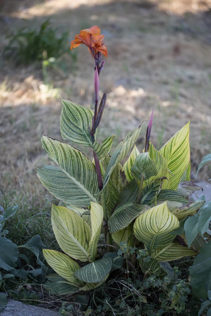 Canna generalis