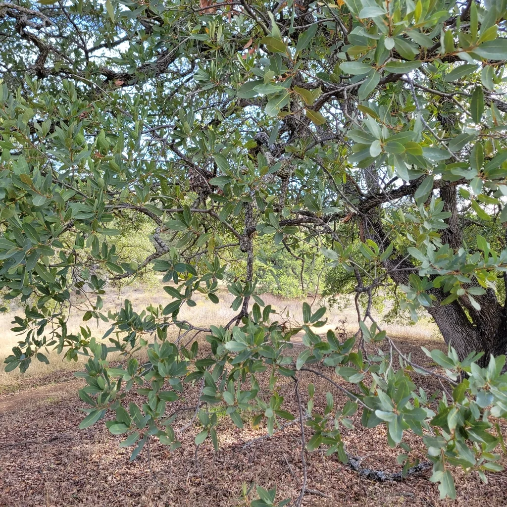 Quercus Engelmannii