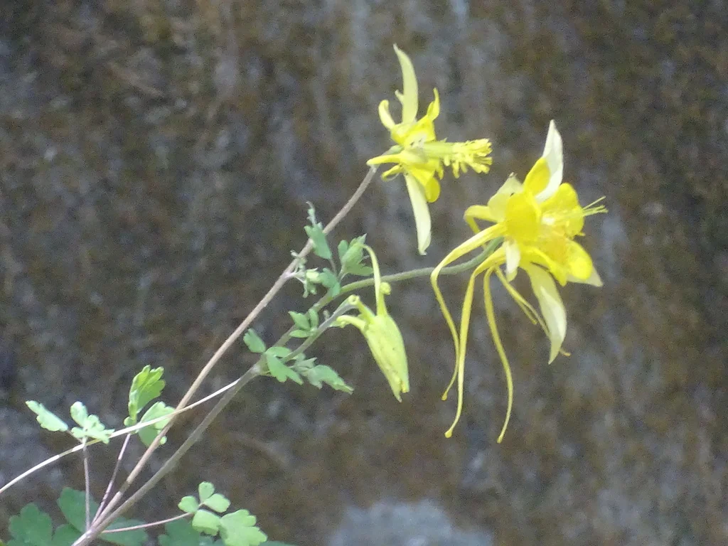Aquilegia Chrysantha