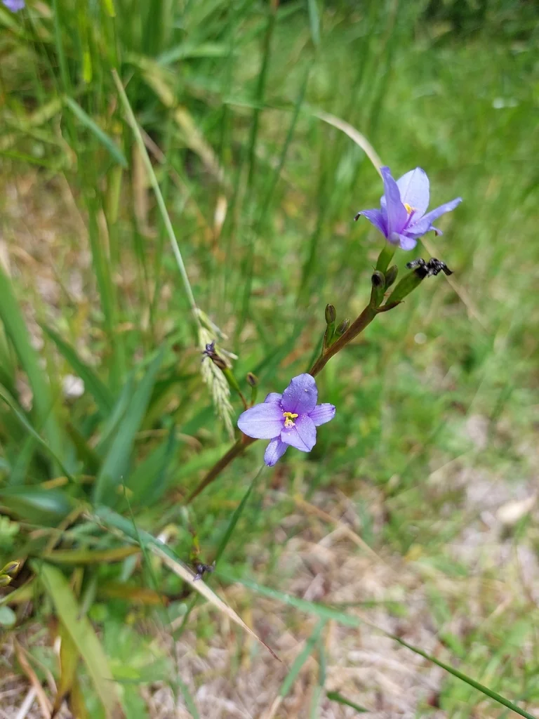 Aristea Ecklonii