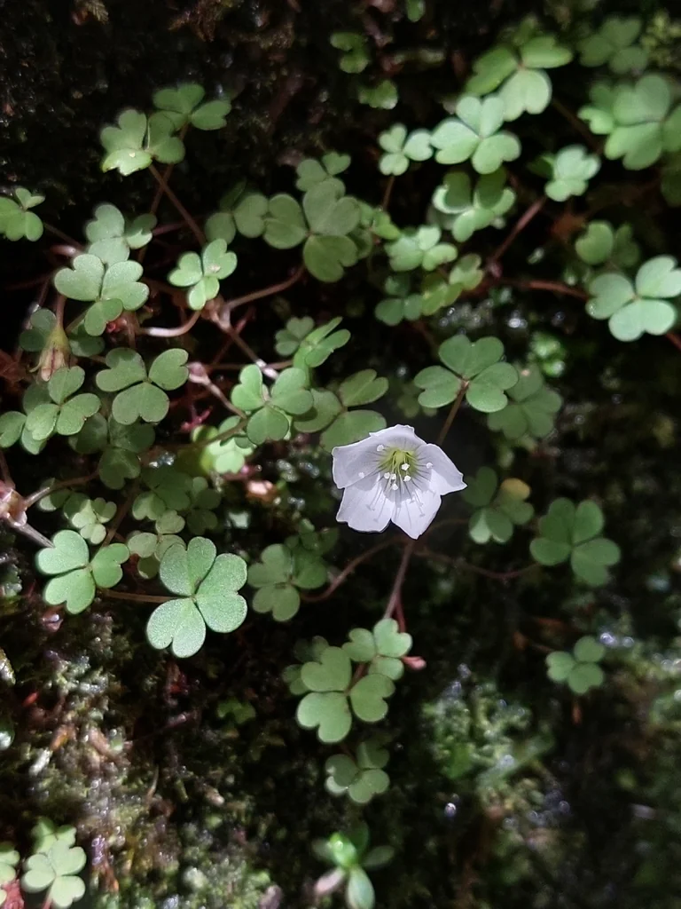 Oxalis Magellanica