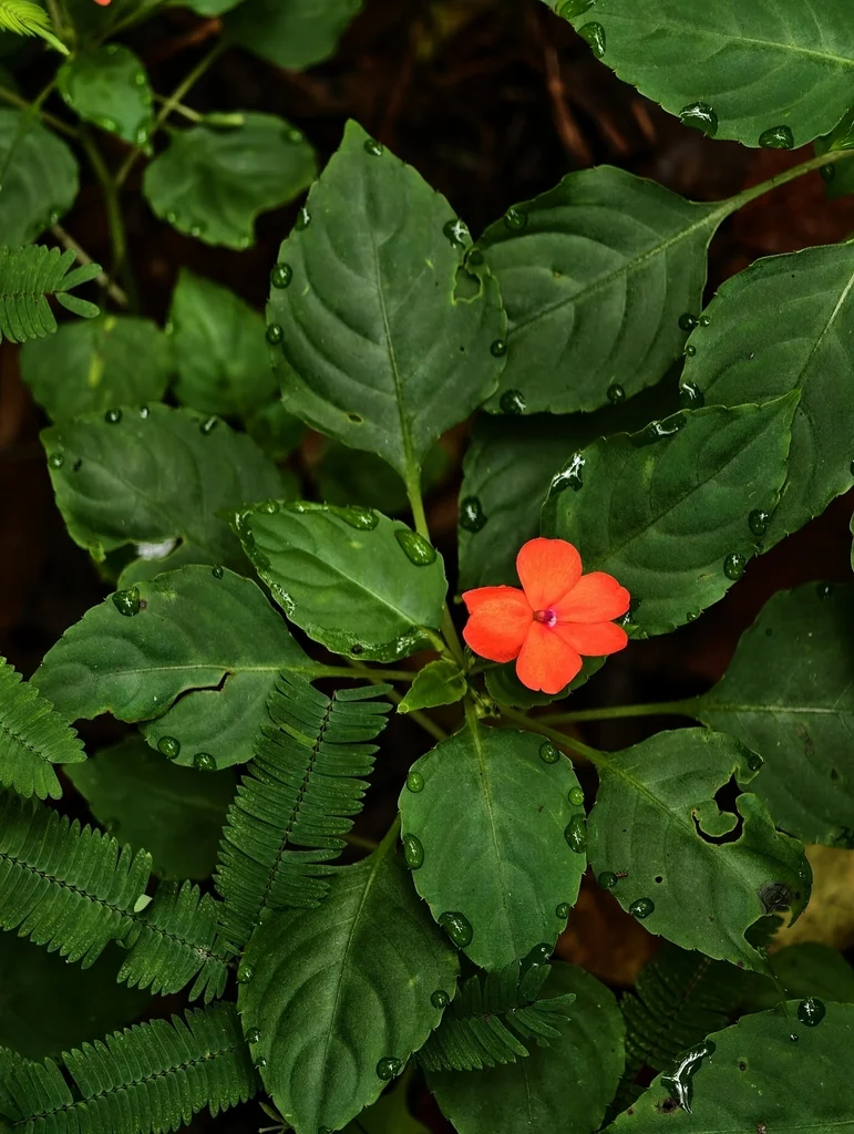 Impatiens walleriana