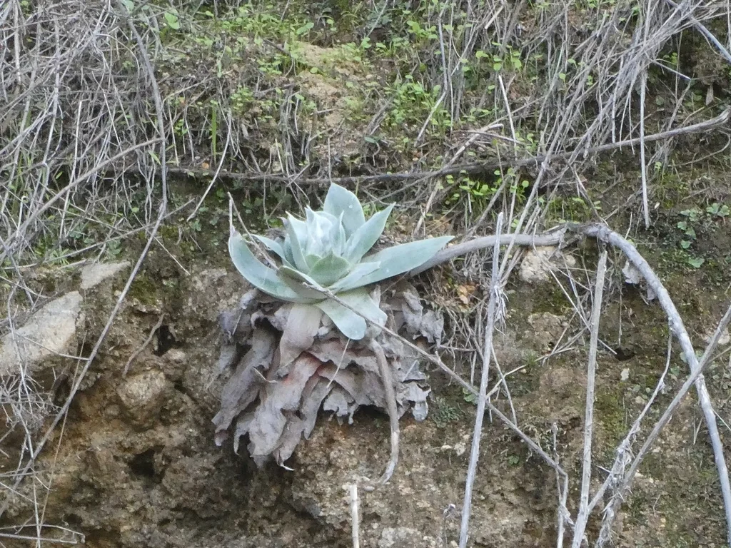 Dudleya Pulverulenta