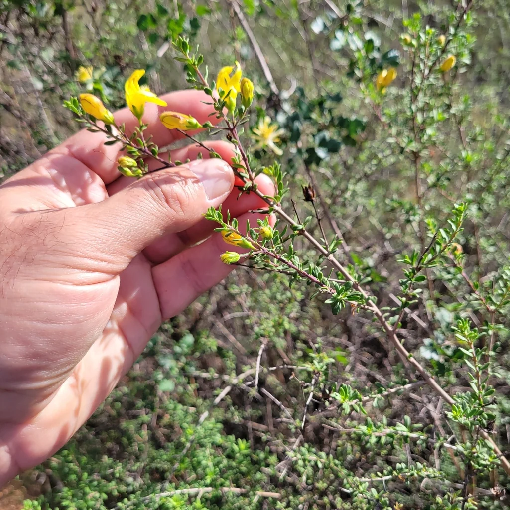 Keckiella Antirrhinoides