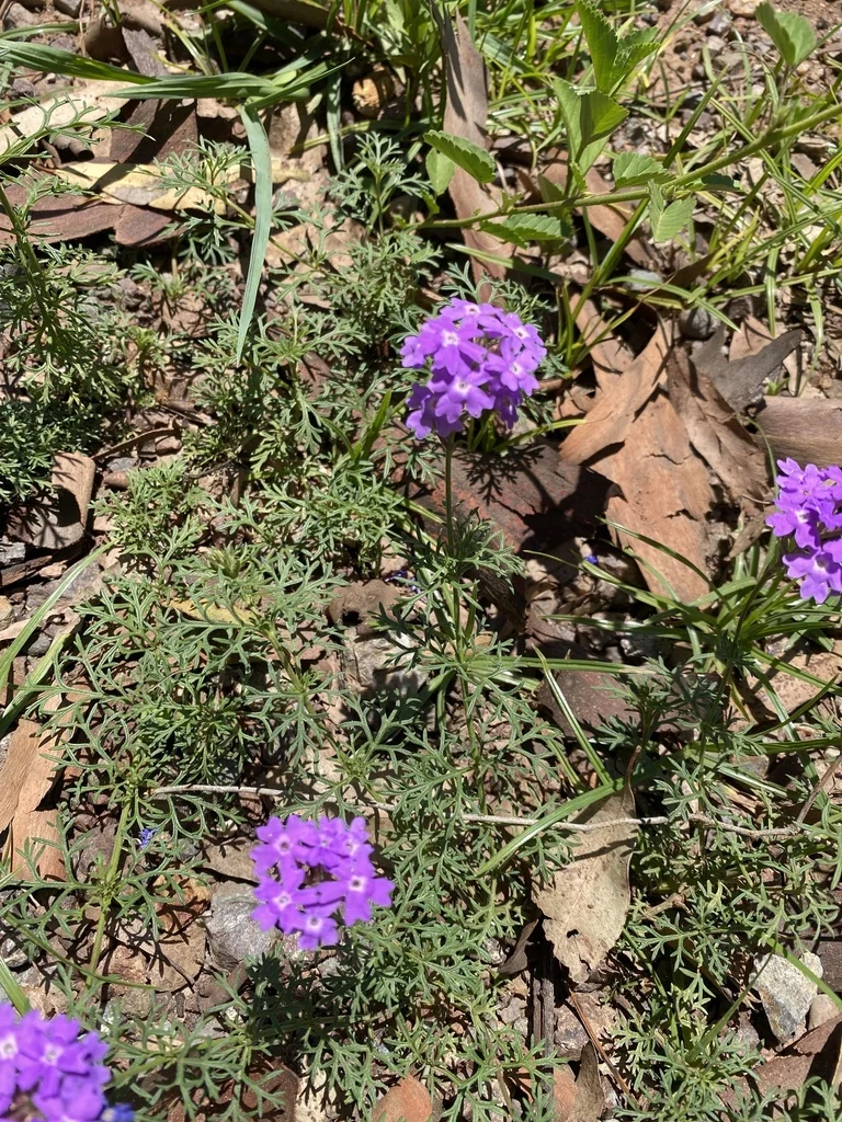 Verbena Tenuisecta