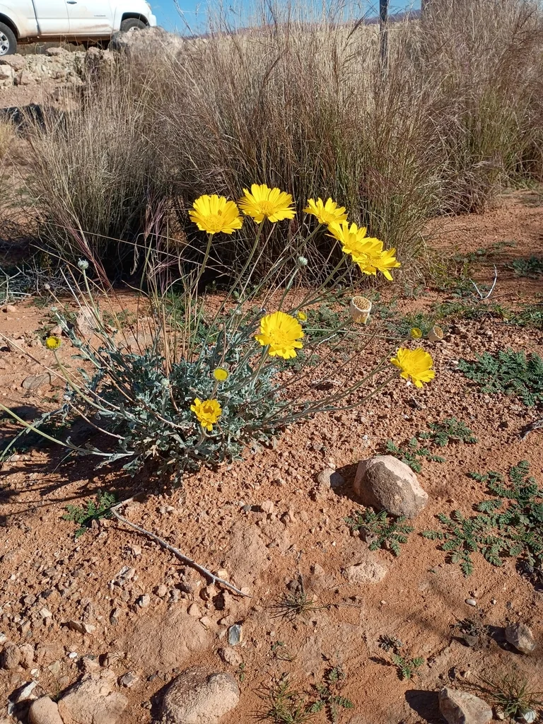 Baileya Multiradiata