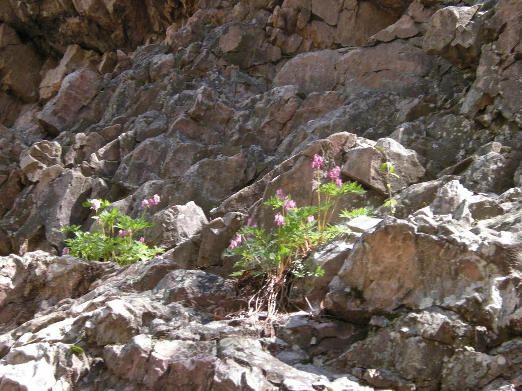 Dicentra Eximia