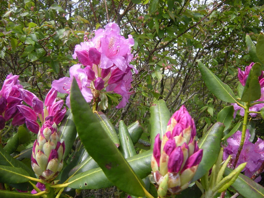 Rhododendron Catawbiense