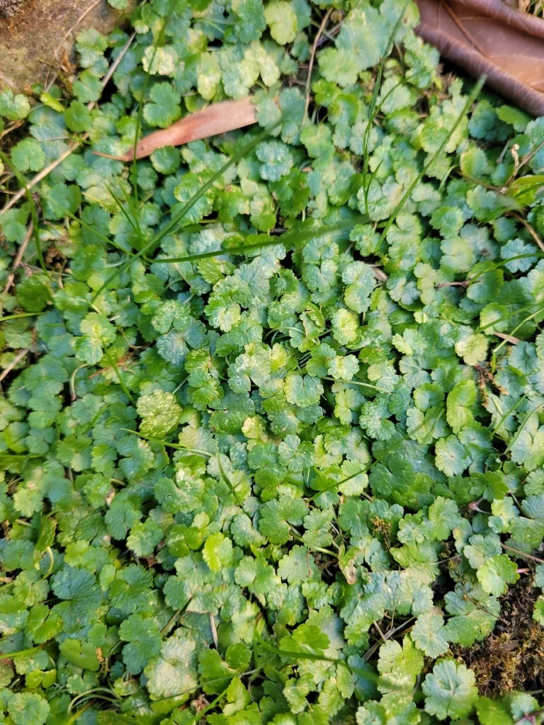 Hydrocotyle Sibthorpioides