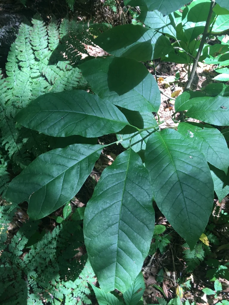 Magnolia Acuminata