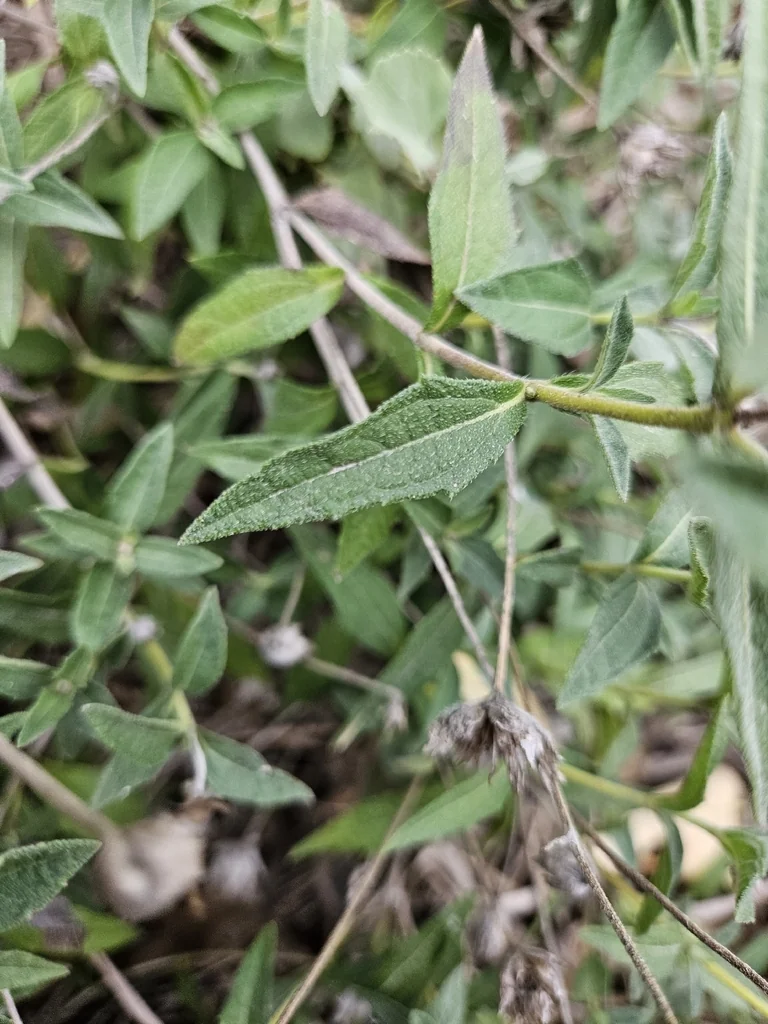 Zexmenia Hispida