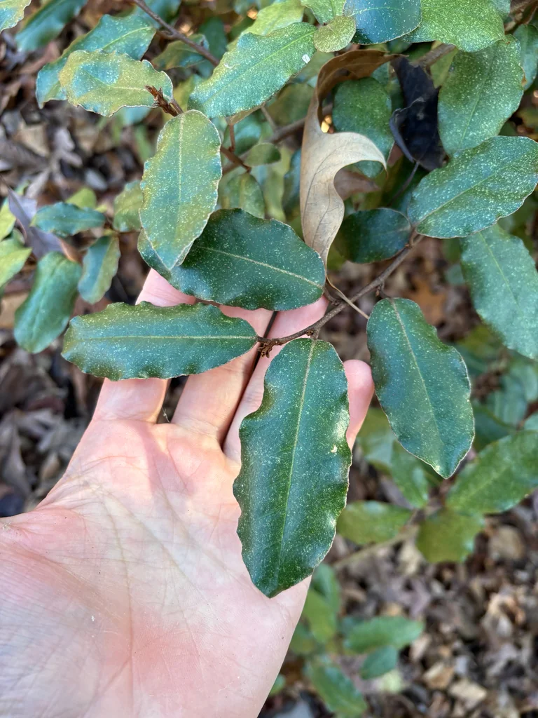 Elaeagnus Pungens