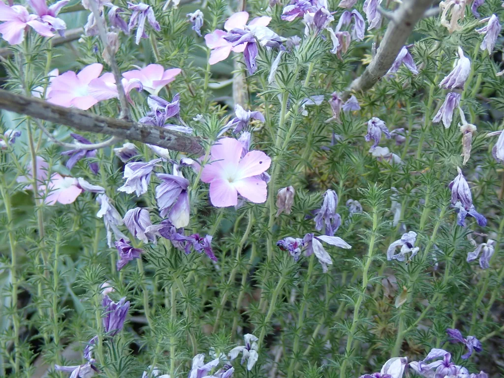 Linanthus Californicus