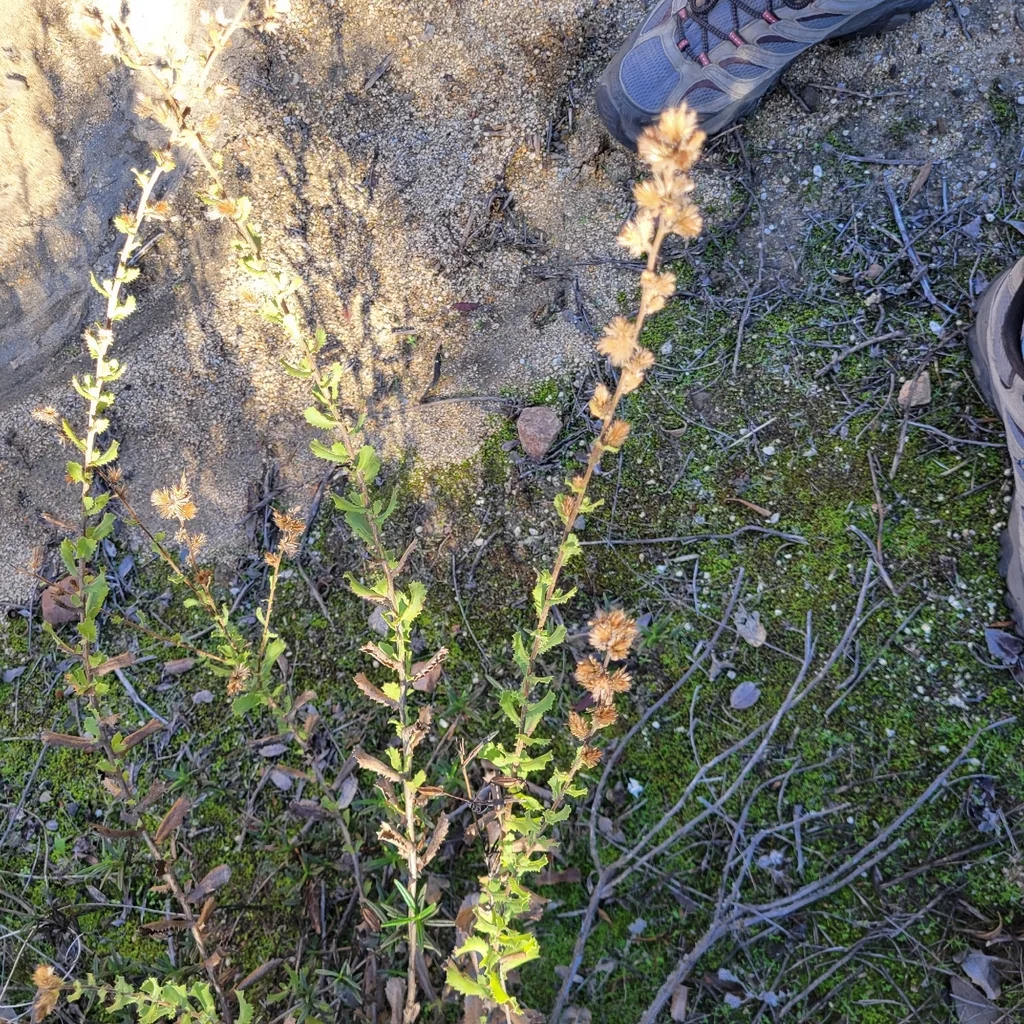 Hazardia squarrosa