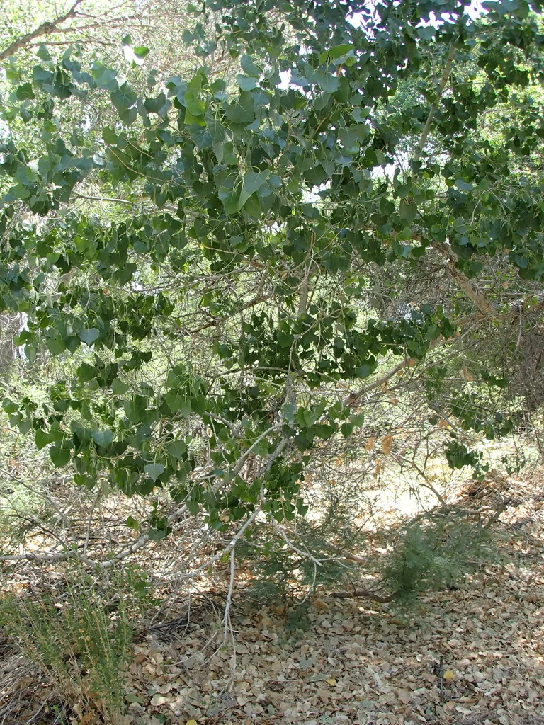 Populus Fremontii