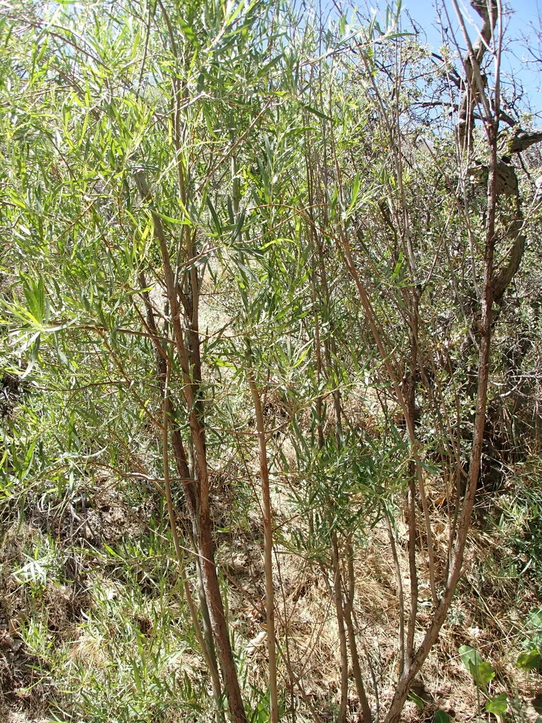 Salix Exigua
