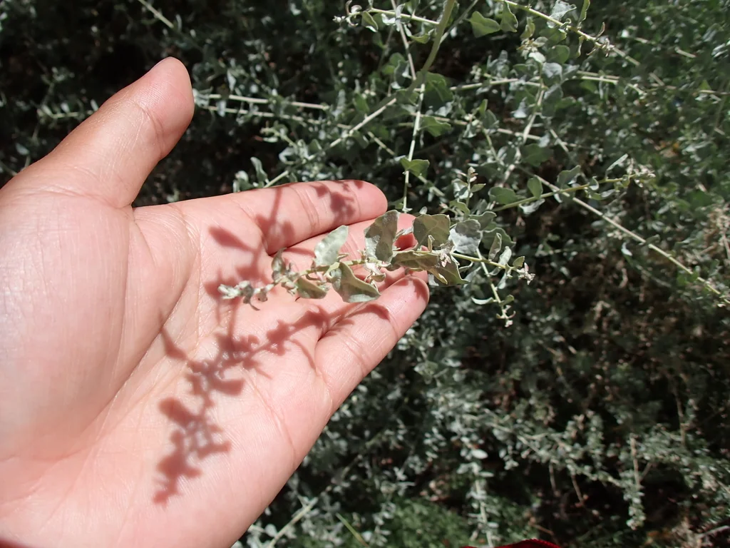 Atriplex Lentiformis