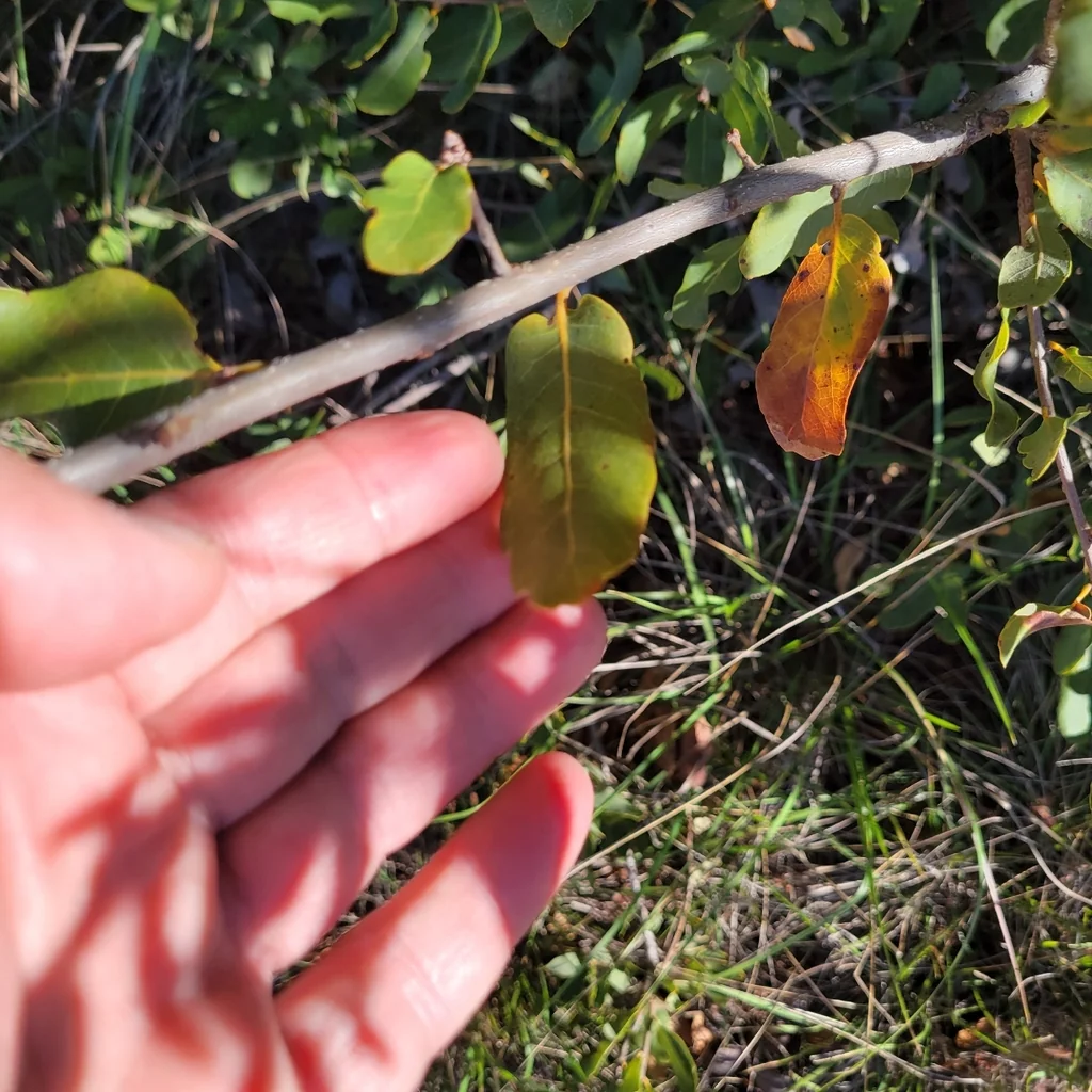 Quercus Engelmannii