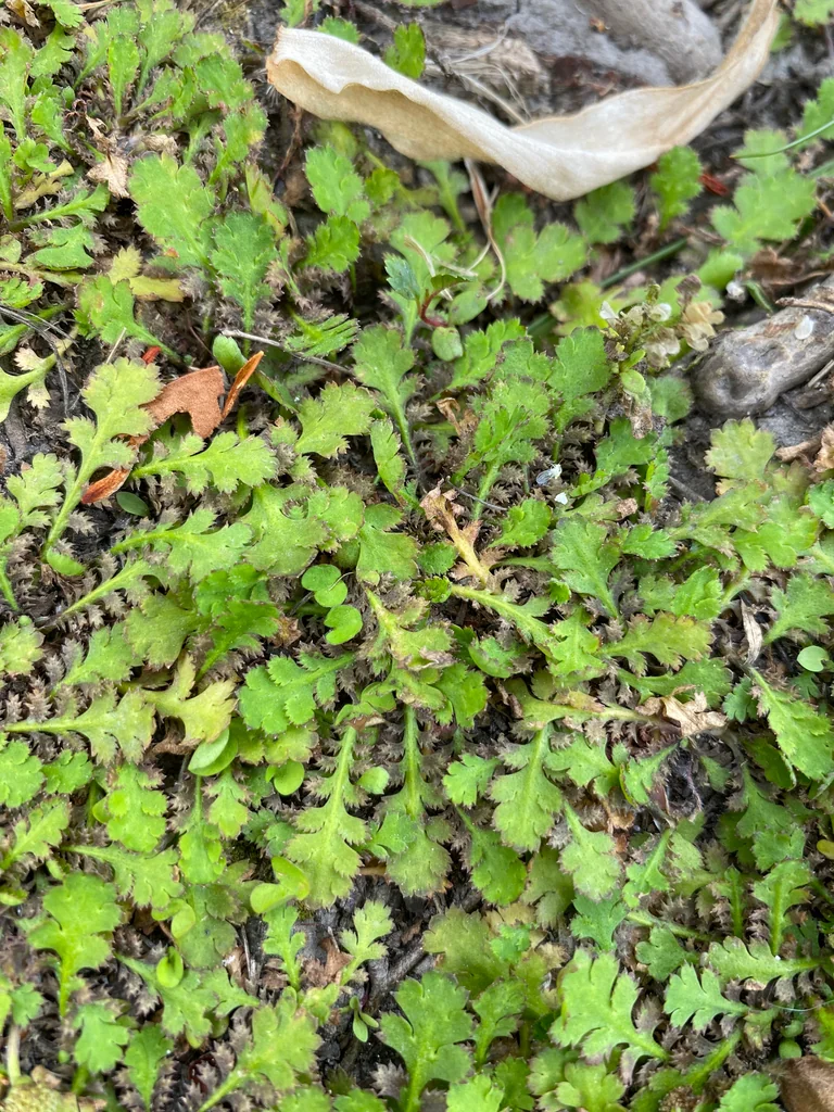 Leptinella Squalida