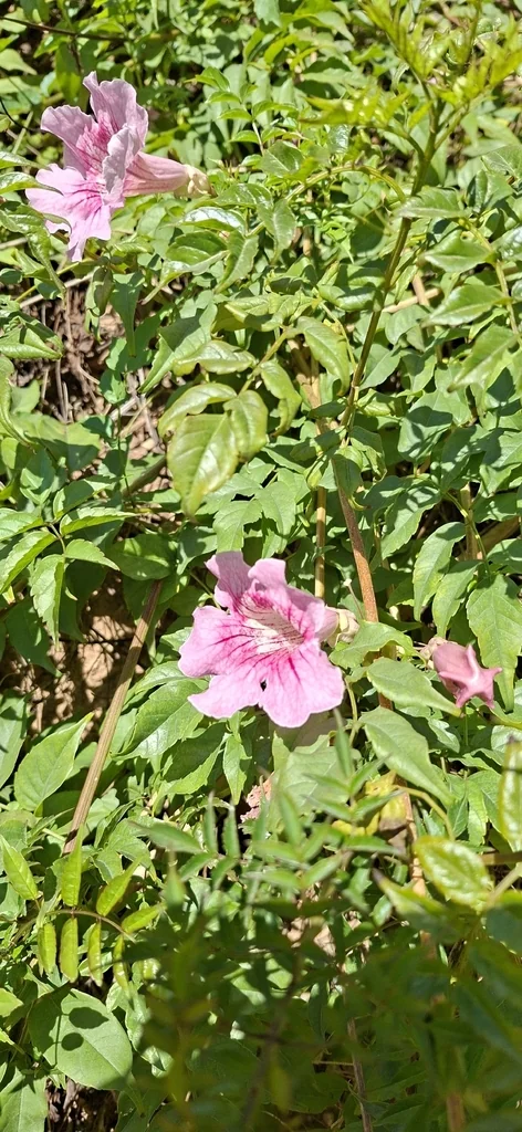 Podranea Ricasoliana