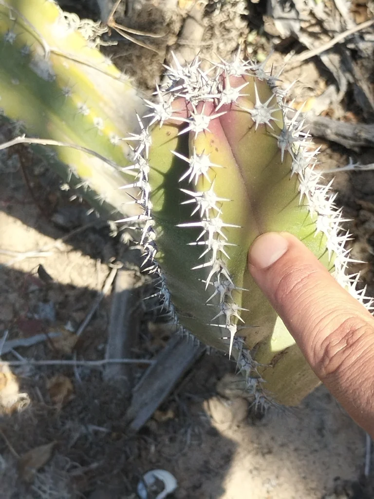Pachycereus schottii