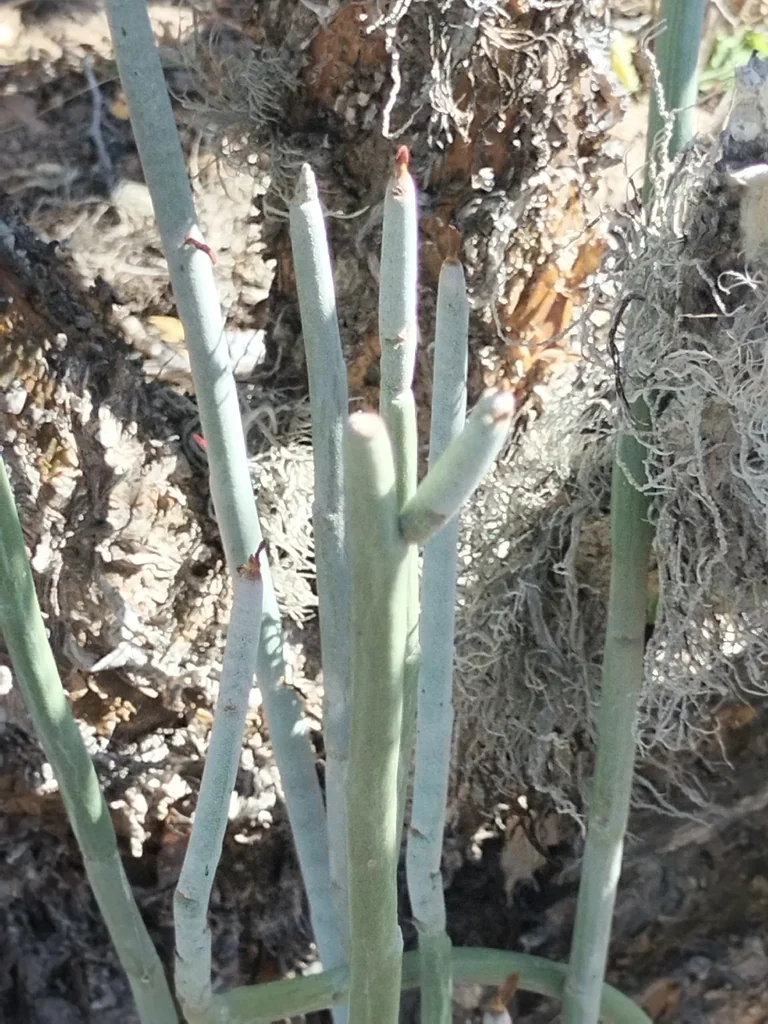 Pedilanthus Macrocarpus