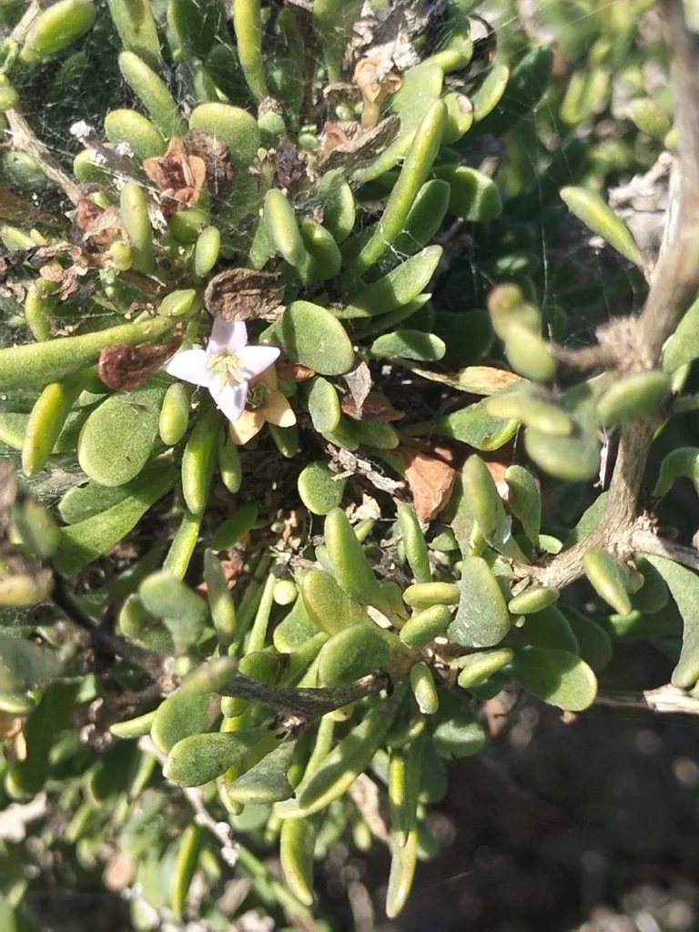 Lycium Brevipes