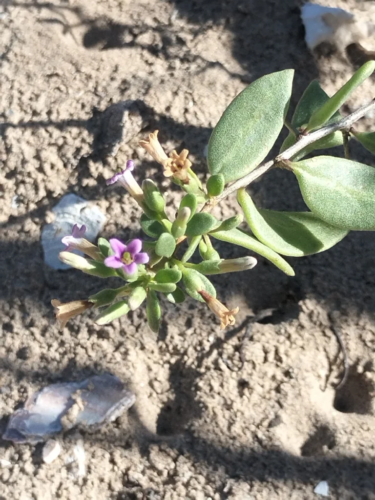 Lycium Fremontii