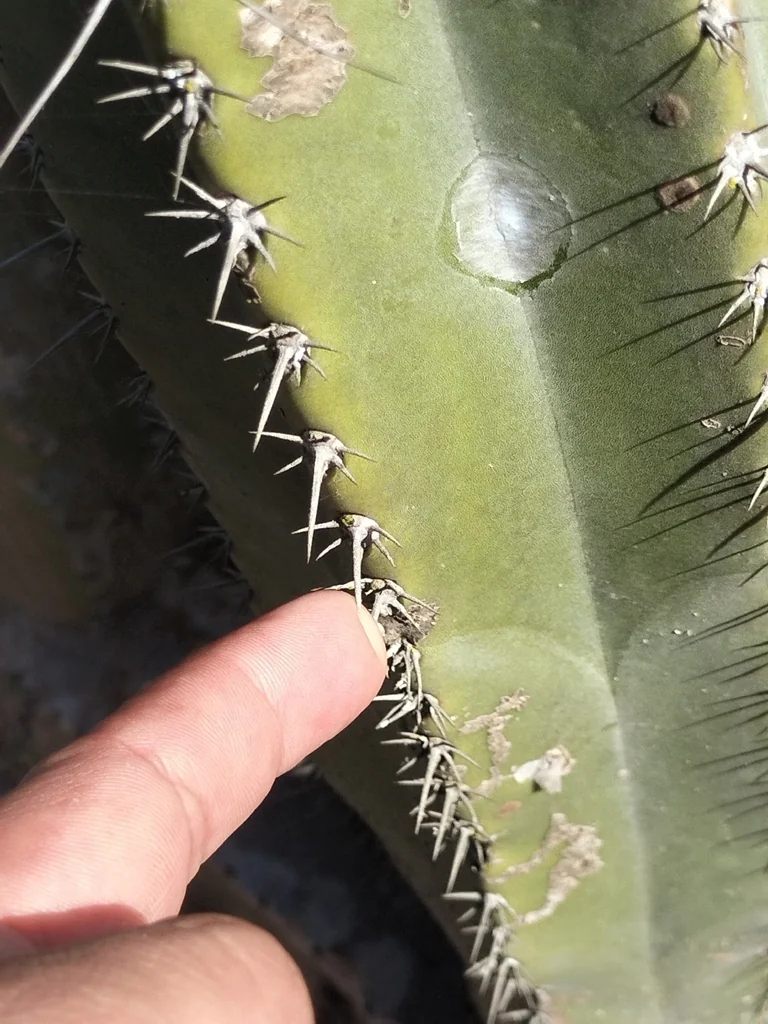 Pachycereus schottii
