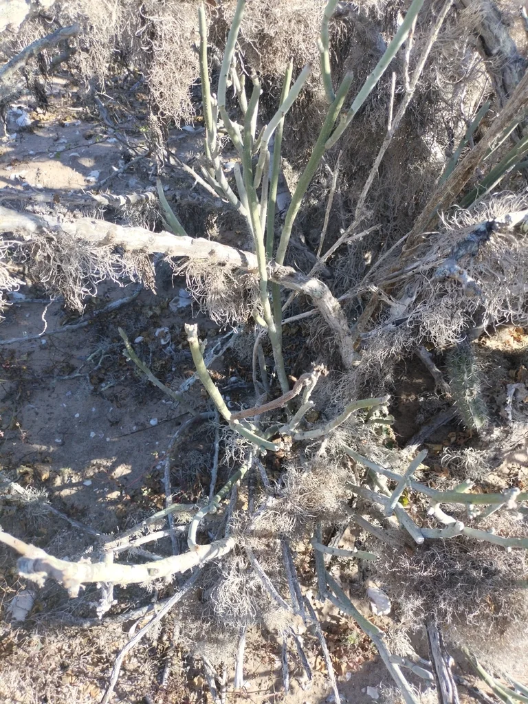 Pedilanthus Macrocarpus