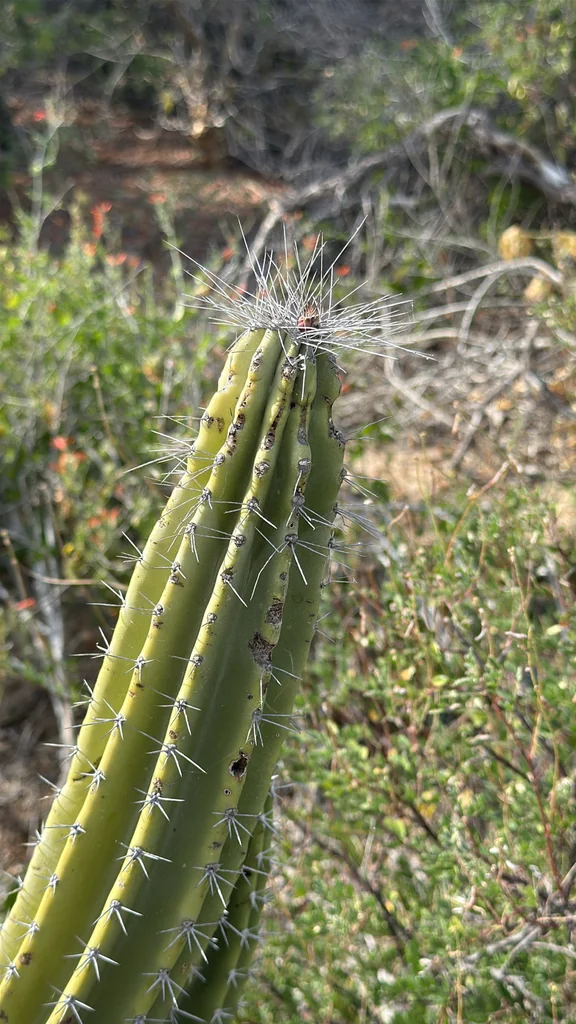 Pachycereus schottii