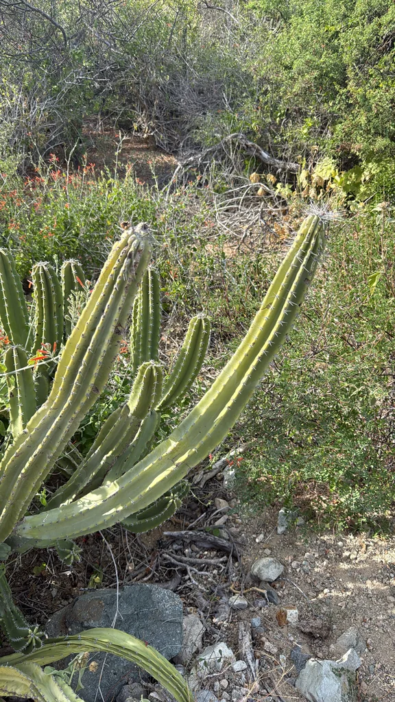 Pachycereus schottii