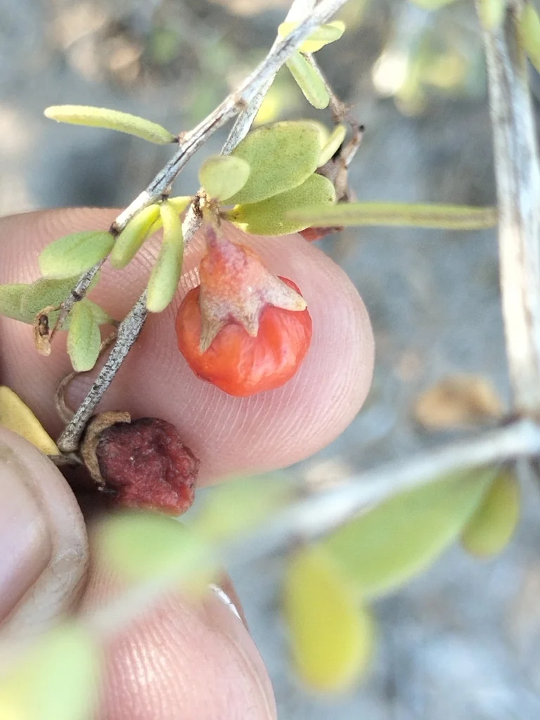 Lycium Brevipes