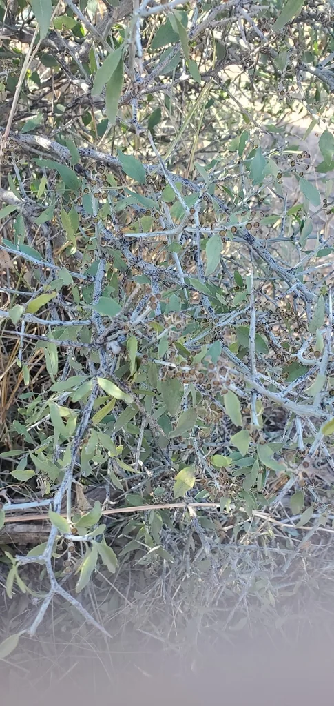 Ziziphus Obtusifolia