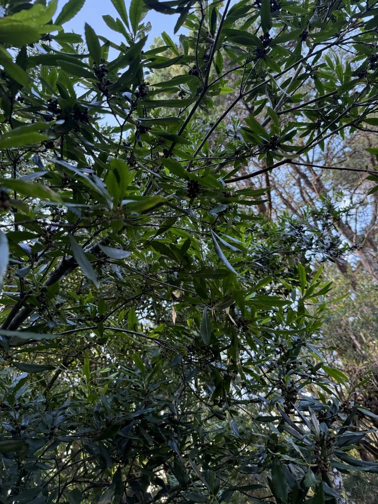 Myrica Californica