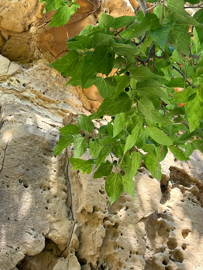 Celtis Reticulata