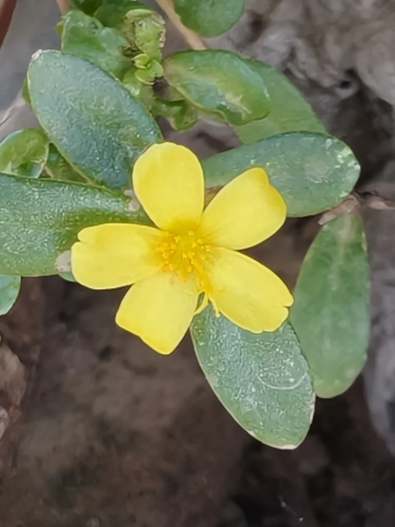 Portulaca umbraticola