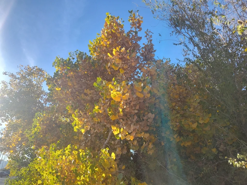 Populus Fremontii