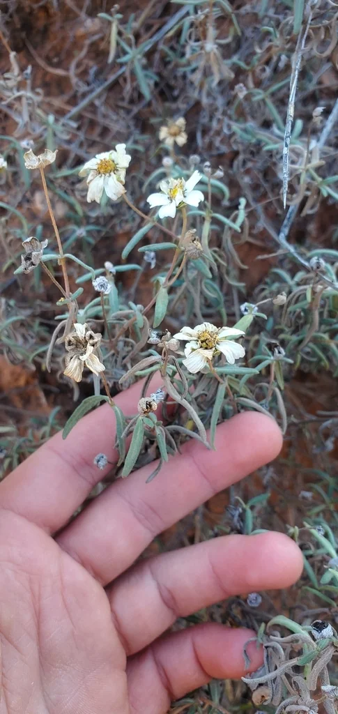 Melampodium Leucanthum