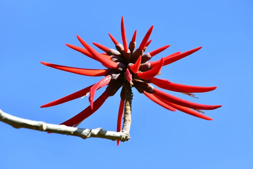 Erythrina Coralloides