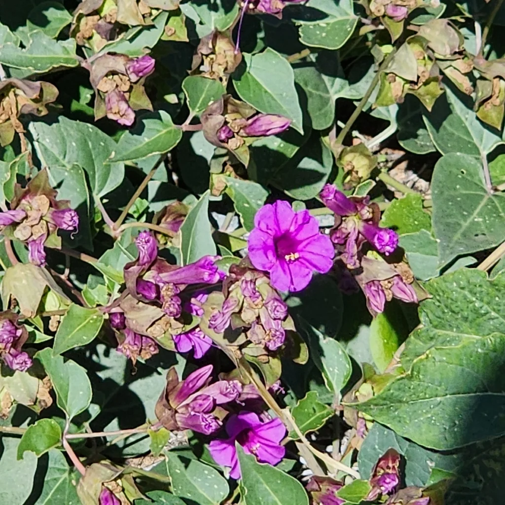 Mirabilis Multiflora