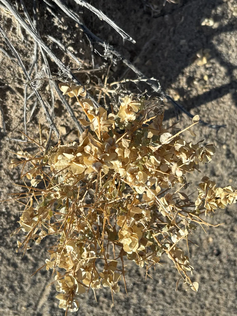 Atriplex Confertifolia