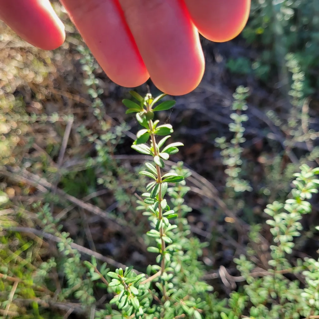 Keckiella Antirrhinoides