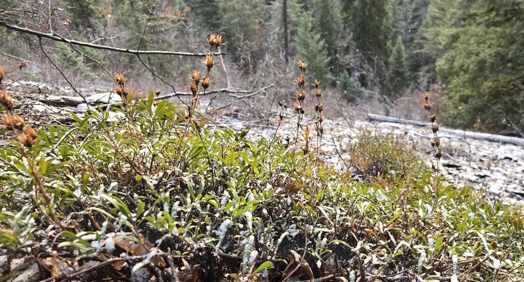 Penstemon Fruticosus