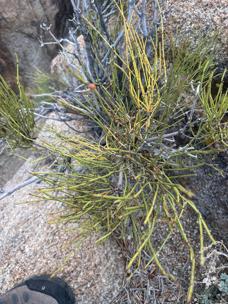 Ephedra Viridis