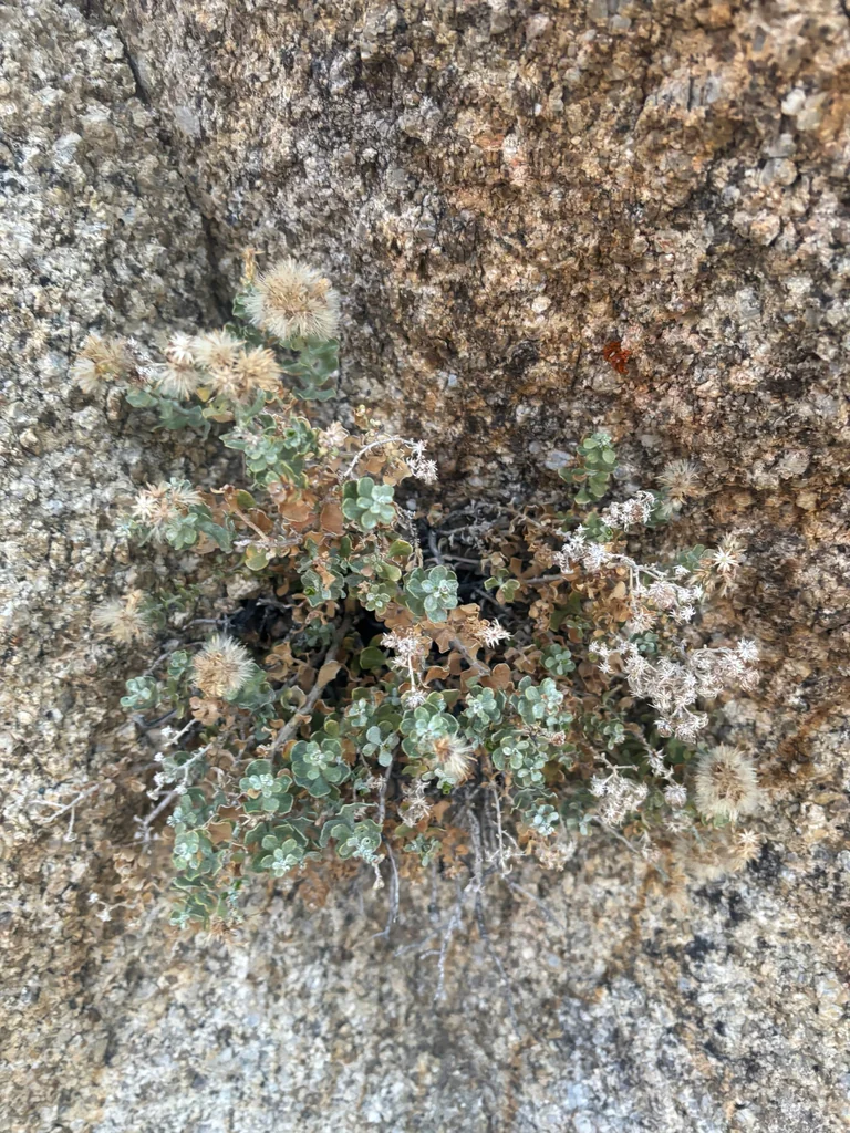 Ericameria Cuneata