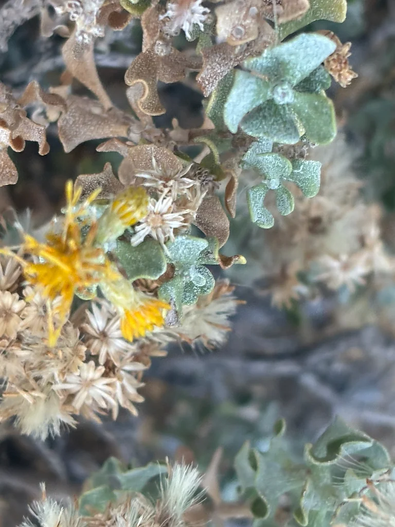 Ericameria Cuneata
