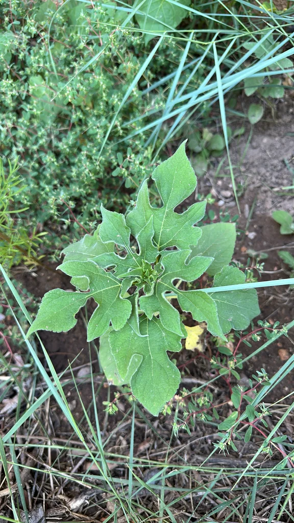 Tithonia Rotundifolia