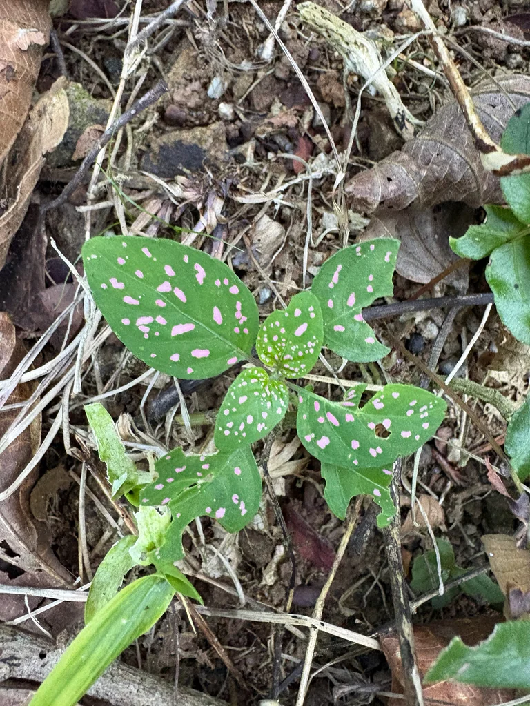 Hypoestes phyllostachya